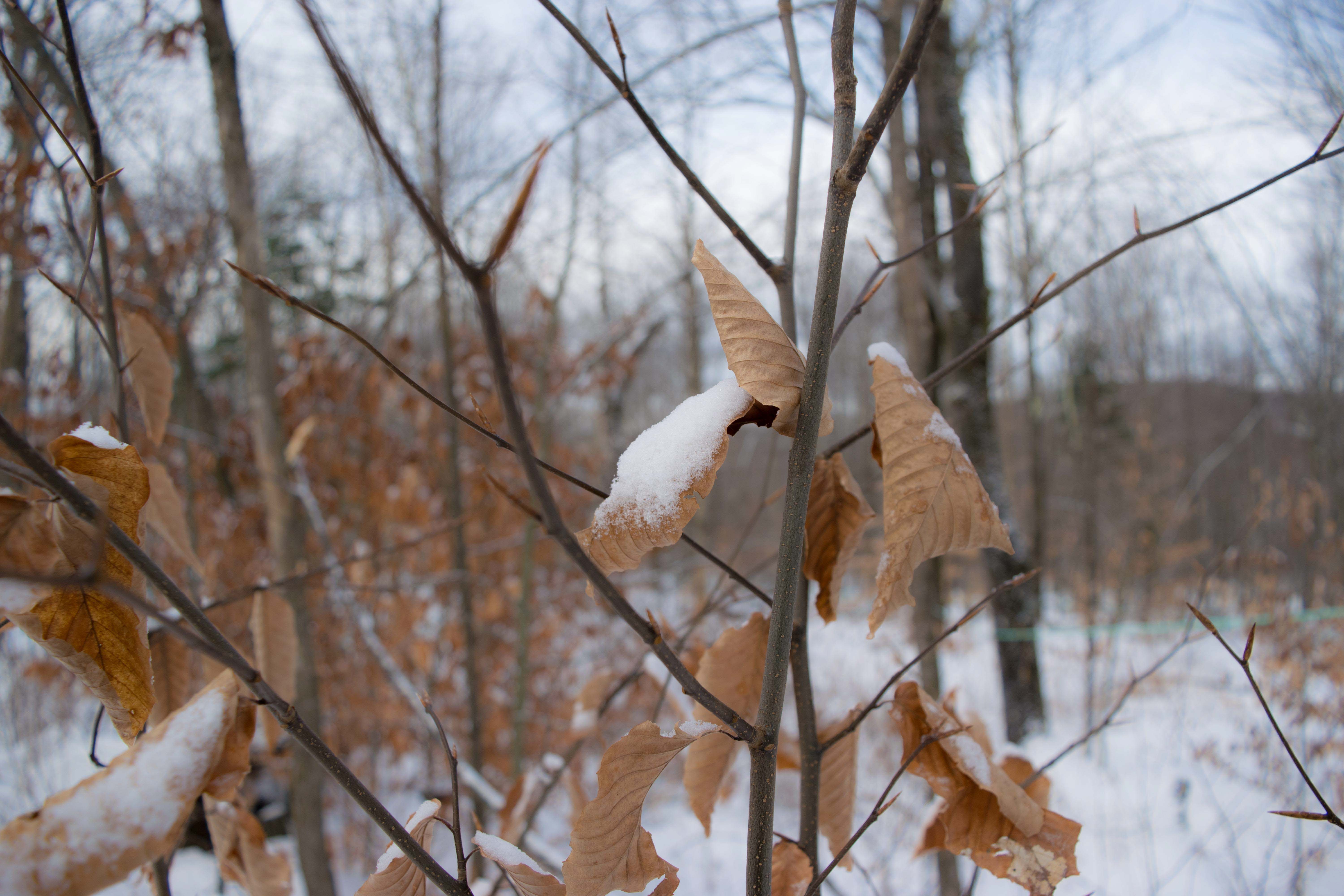 Snow on leaves